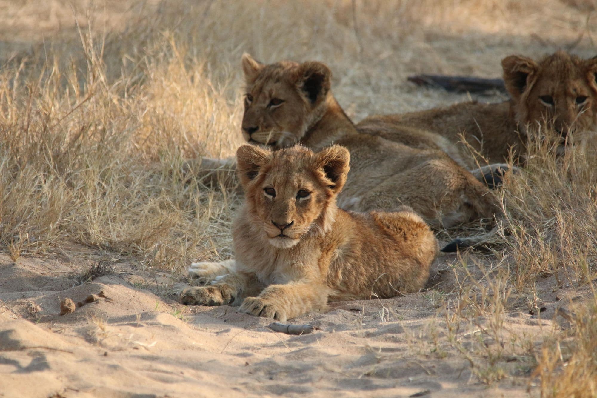 Signature South Africa — Cape Town · Grootbos · Greater Kruger