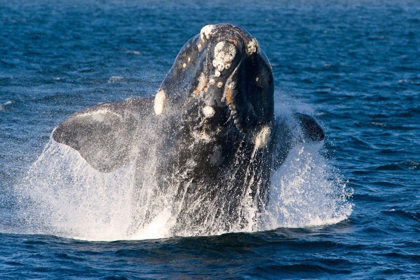 Southern right whales breaching below the cliffs
