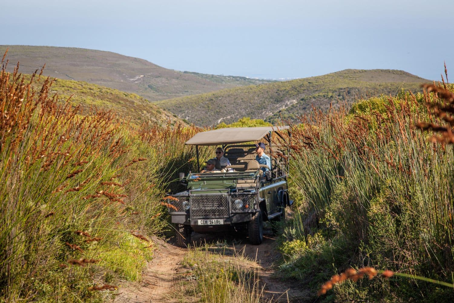 A Land Rover moving quietly along a track through the restio-lined fynbos reserve