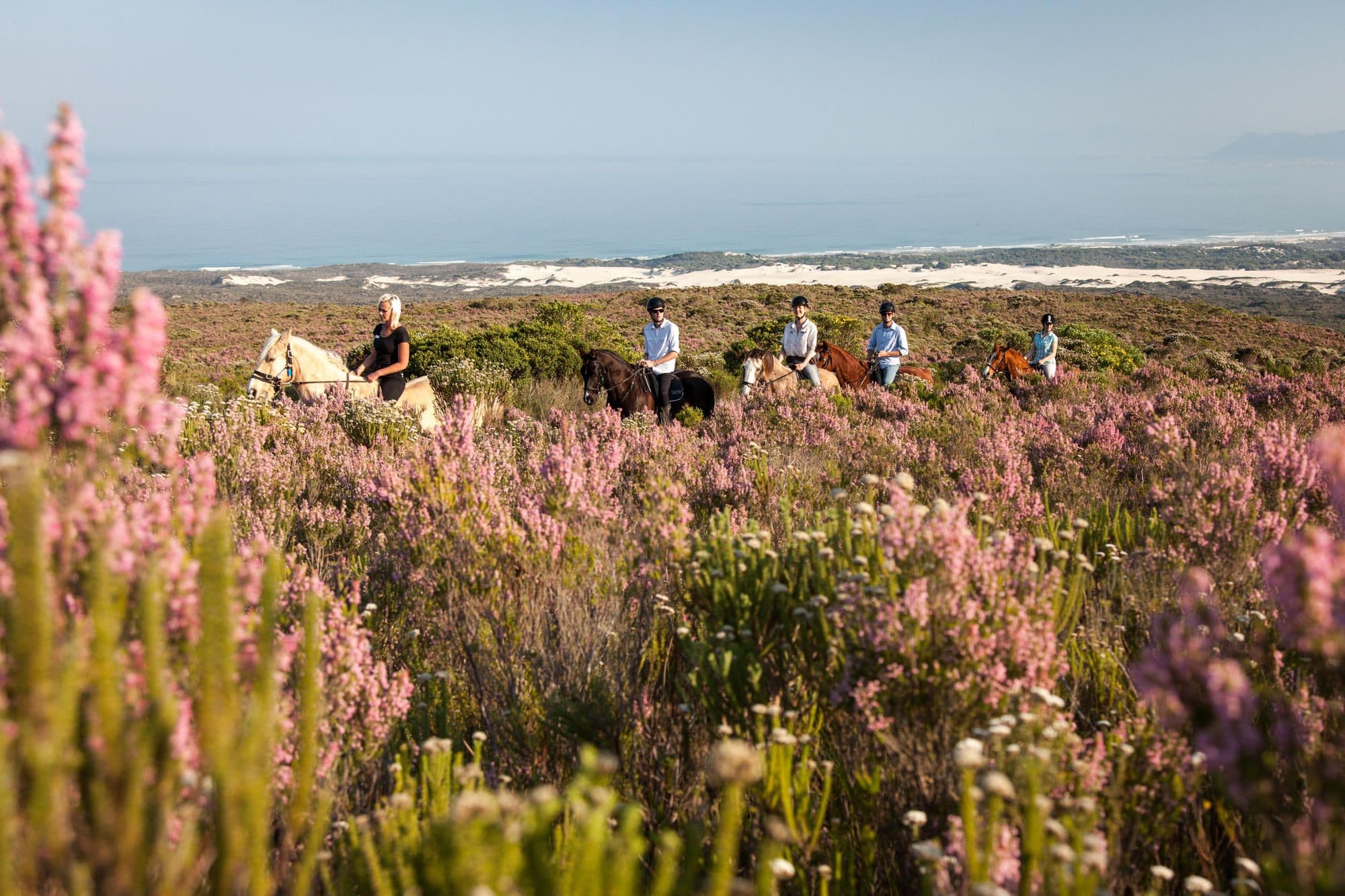 A small group riding through pink erica and ocean dunes on a clear morning