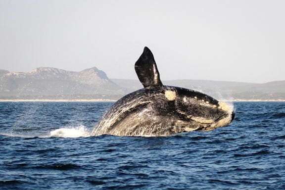 A Southern Right whale breaching just off the Grootbos coast
