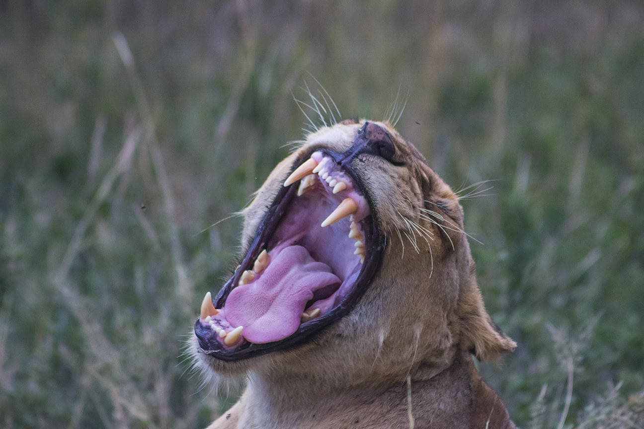 A close sighting of a lioness mid-yawn in the golden grass